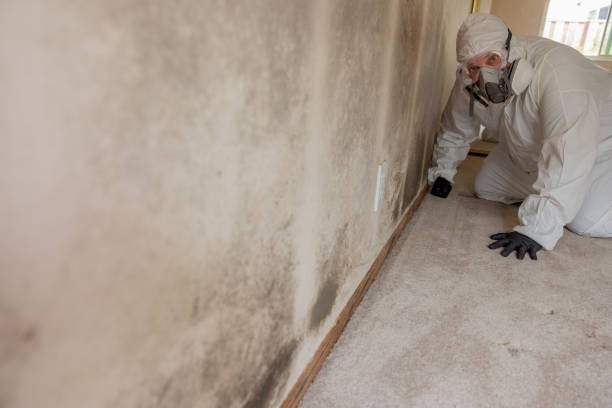 Best Mold Documentation for Insurance Claims  in Westminster, LA